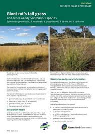 Image result for Sporobolus natalensis