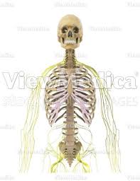 We hope you will use this picture in the study and helping intercostal muscles internal and external view. Viewmedica Stock Art Skull Spinal Column And Rib Cage With Nerves Anterior View