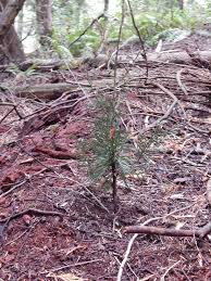 We did not find results for: My Baby Cedar Trees Crows Of Arroyos
