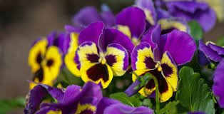 Most winter bloomers, including bulbs, need put in the ground in the fall in order for you to enjoy them next winter. Flowers That Bloom In Winter Hoselink
