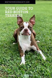 Your Guide To Red Boston Terriers Issues Price More Boston Terrier Society Red Boston Terriers Boston Terrier Terrier