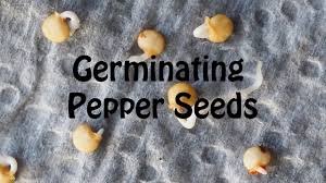 We started our seeds in early march and we have had great success sowing, thinning, separating into larger cells and the. Starting Pepper Seeds Using Paper Towel Method Part 1 Youtube