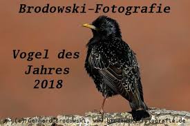 Check spelling or type a new query. Star Vogel Steckbrief Brutzeit Referat Starenschwarme Staren Bilder