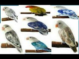 Kumpulan gambar tentang lovebird parblue violet, klik untuk melihat koleksi gambar lain di kibrispdr.org. Top 10 Fischer Dominant Lovebird By Toofan Express