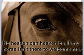 True Deedee Better Be Up There Horses Horse Quotes Pretty Horses