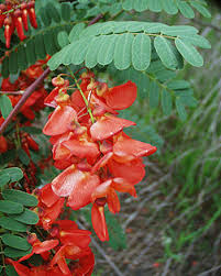 Image result for Sesbania punicea