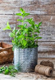 Check spelling or type a new query. How To Look After A Mint Plant Four Simple Tips For Flourishing Herbs Express Co Uk