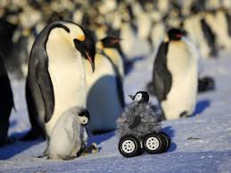 It should be easy to see. Scientists Created The Cutest Trojan Chick To Study The Notoriously Shy Emperor Penguins
