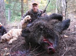 Image result for štýrský brakýř