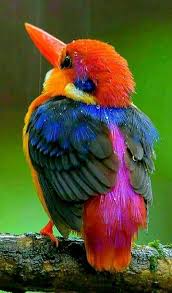 Twitter Vogel Als Haustiere Ausgestopftes Tier Eisvogel