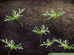 How To Grow Cosmos Flowers Cosmos Flowers Flower Seedlings Easiest Flowers To Grow