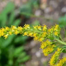 Image result for Vandenboschia gigantea