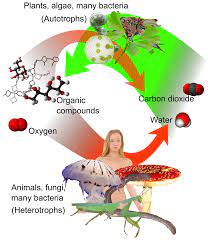 Maybe you would like to learn more about one of these? Heterotroph Wikipedia