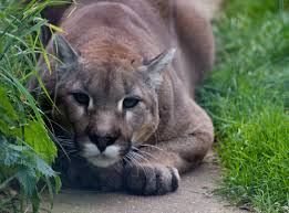 On the other hand, there are used. Owning A Pet Cougar Understanding The Hurdles And Risks Pethelpful By Fellow Animal Lovers And Experts