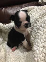 We did not find results for: 55 Boston Terrier Puppies For Sale In Pa L2sanpiero