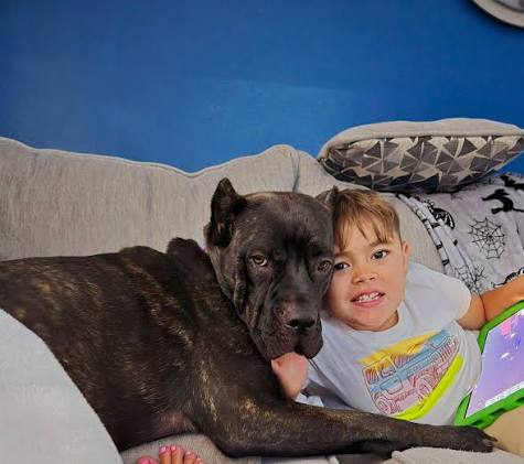Cane Corso temperament and kid-friendliness