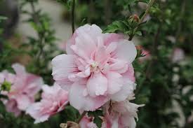 Image result for Hibiscus syriacus ´Pink Chiffon