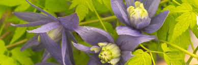 Clematite Des Alpes Avec Images Clematite Jardins Plante Jardin
