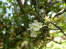 Image result for Microcoelia koehleri