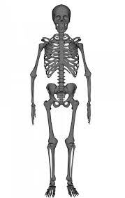 Overview Of The Skeletal System Boundless Anatomy And Physiology