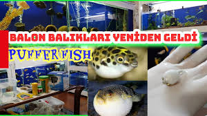 Yellow Puffer Fish Puffer Fish Aquarium Youtube