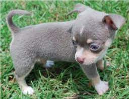 Advertise, sell, buy and rehome chihuahua dogs and puppies with pets4homes. What Does A Blue Chihuahua Look Like Blue Chihuahua Chihuahua Puppies Teacup Chihuahua Puppies