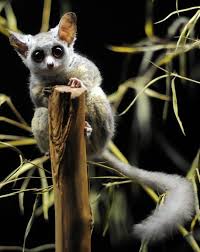 Southern Lesser Bush Baby By Joachim S Muller Http Www Flickr Com Photos Joachim S Mueller Cute Animals Super Cute Animals Animals Beautiful