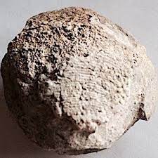 Procardia 243 Comanche Peak Formation Hood Co Tx Fossil Hunting Fossils Rocks And Fossils