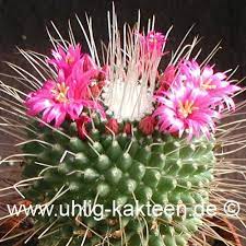 As with most cactus, do not let this. Mammillaria Spinosissima Cv Un Pico Seeds Uhlig Kakteen More Than 5 000 Different Species