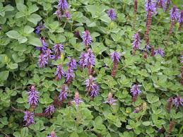 Image result for Coleus amboinicus