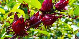 Manfaat bunga rosella untuk kesehatan