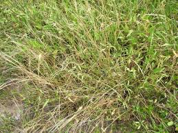 Image result for Axonopus