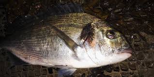 Conseils Pour La Peche De La Dorade Royale Aux Appats Du Bord En Bateau Ou En Kayak Informations Sur Les Coins Les Appats Et Le Mat Peche Peche En Mer Appat