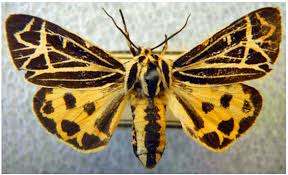 From raising the next generation of baby animals to foraging for food. Island Tiger Moth Grammia Complicata Cosewic Assessment And Status Report Canada Ca