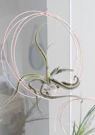 Diy Air Plants Als Stylische Deko Interior Design Kupfer Copper Minimal Decor Tillandsien Air Plants Tillandsia Air Plant Diy Plant Hanger