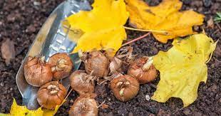 Viele blumenzwiebelsorten sind winterhart, doch leider nicht alle. Blumenzwiebeln Pflanzen So Geht S Richtig Mein Schoner Garten