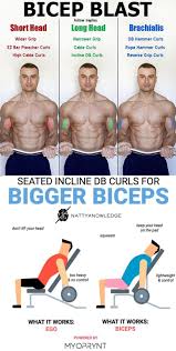 Pin On Biceps Triceps