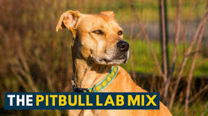 This is an adoption story about a dog rescue. Pitbull Lab Mix Everything About The Loyal Loving Bullador Youtube