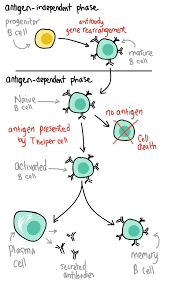 adaptive immunity immune response article khan academy