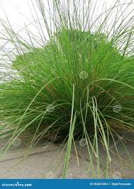 Image result for Eragrostis curvula