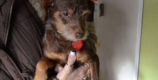 How many pet friendly apartments are available in port jefferson station, ny? Save A Pet Animal Rescue And Adoption Center Tbr News Media