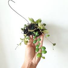 Their large, fragrant flowers are white with a red core and have a pristine, starlike bloom in the center. The True Hoya Bilobata The Smallest Hoya Obsession Nz Facebook