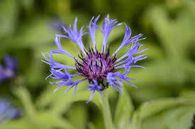 Image result for Centaurea praecox