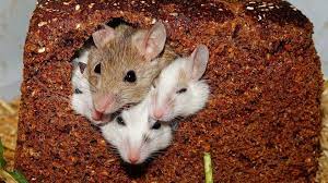 What Is The Lifespan Of A Mouse Insect Cop