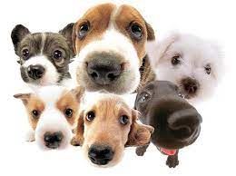 prikolnye klichki dlya sobak devochek malenkih porod