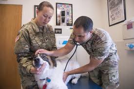 From new puppy kisses and deep kitten purrs to those precious. Jbsa Veterinarians Goal Keep Animals Healthy Joint Base San Antonio News