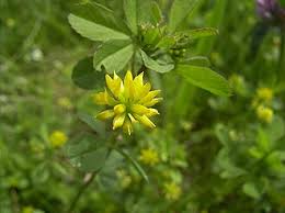 Image result for Trifolium wentzelianum