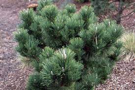We did not find results for: Pinus Thunbergii Thunderhead Landscape Plants Oregon State University