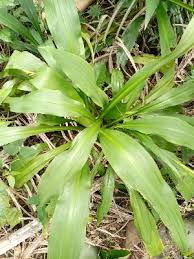 Image result for Crinum subcernuum
