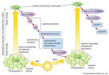 Photosynthesis | Definition, Formula, Process, Diagram ...